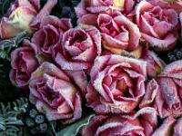 Detail von Rosengesteck mit Raureif